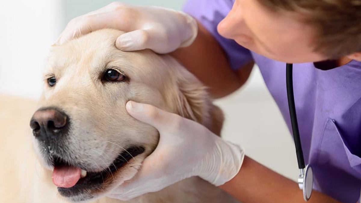Veterinaria examinando a un perro en una consulta a domicilio